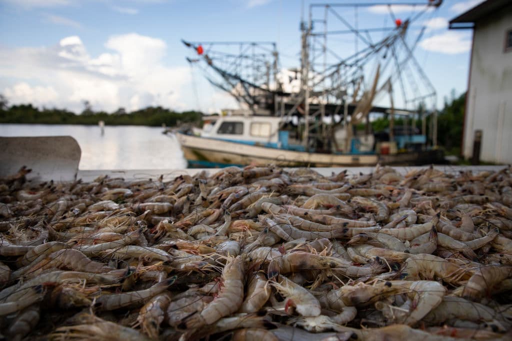 US Shrimpers Say Trump Tariffs Throwing Industry a Lifeline