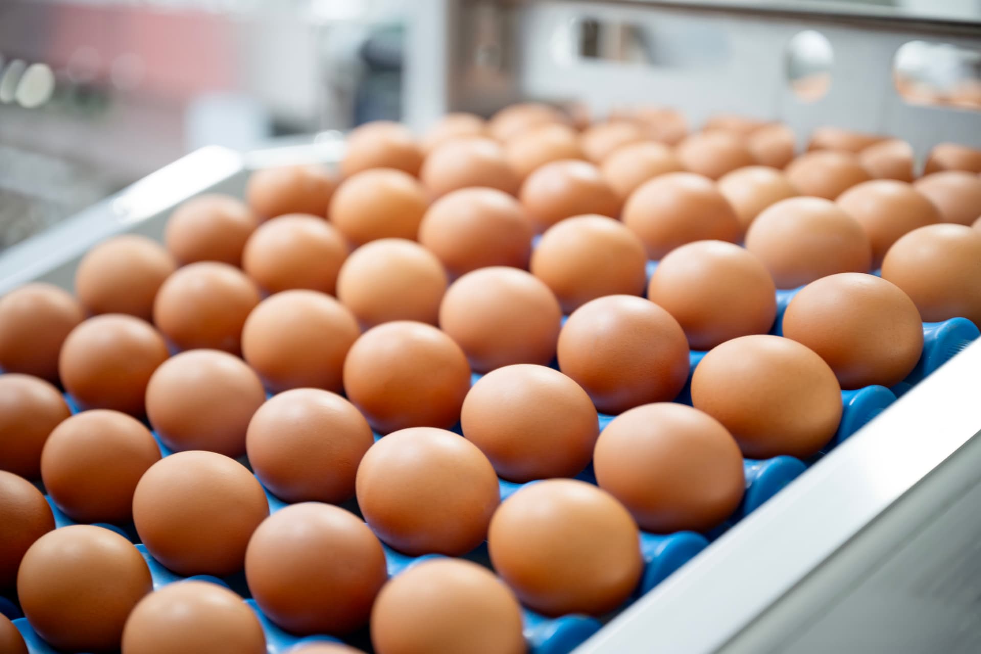 Egg Prices Have Dropped 61% Since Trump Took Office