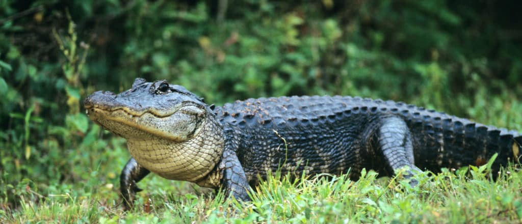 Environmental Groups Sue To Block āAlligator Alcatrazā Detention Center