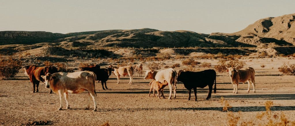 ‘Flesh-Eating Parasite’ Menaces American Beef Industry