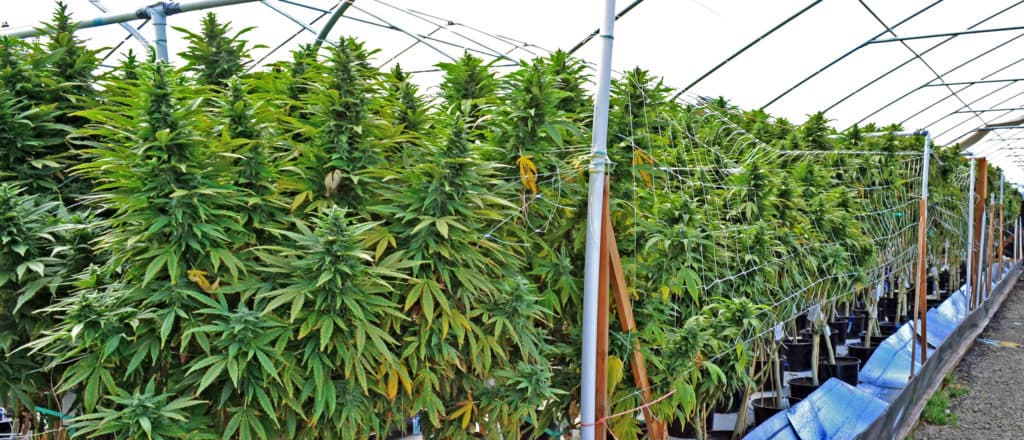 National Guard Joins DEA In California Desert To Bust Illicit Marijuana Grow