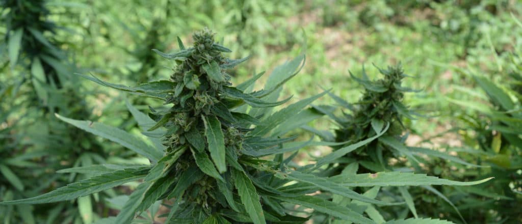 President Of ICE-Raided Pot Farm Doled Out Thousands In Donations To Newsom, Dems