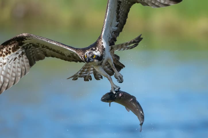 Brush Fire Sparked After Bird Drops Fish on Powerlines