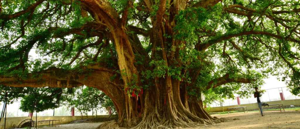 Beatniks Genuflect To Tree Over Climate Change âGuiltâ