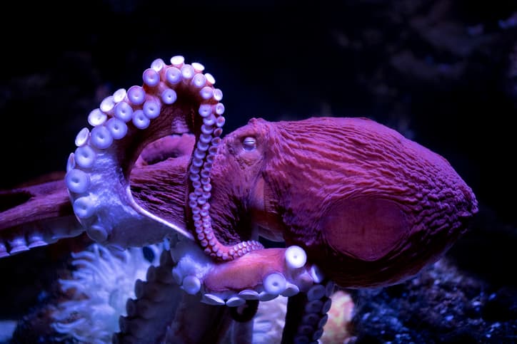 Beloved Octopus at California Aquarium Nears End of Life, Inspires Outpouring of Love