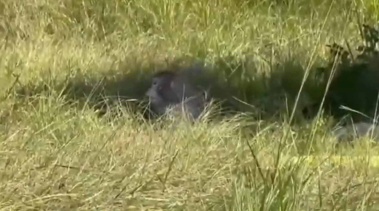 Three Research Monkeys Still Missing in Mississippi After Truck Crash Sparks Confusion and Safety Concerns