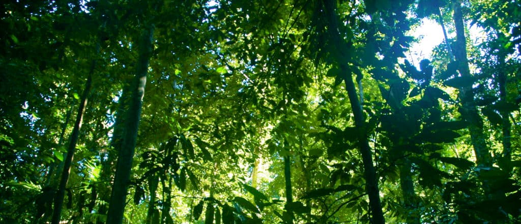 DAVID BLACKMON: COP 30 Preparations Embody All That is Wrong With Climate Alarmism