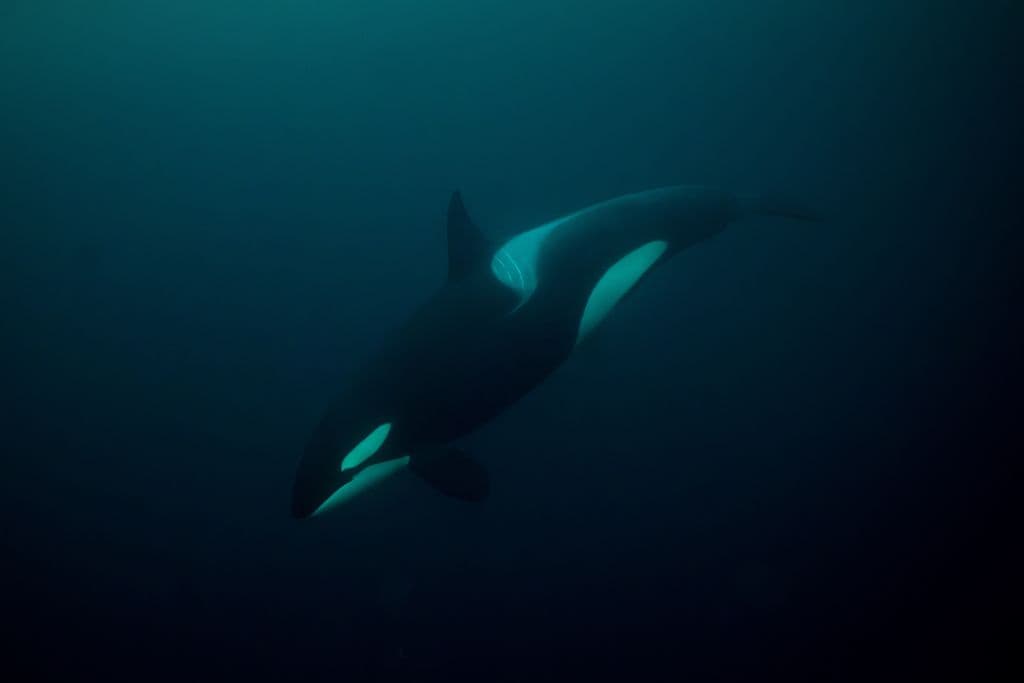 Orcas Caught on Camera Hunting Great White Sharks for Their Livers off Mexican Coast