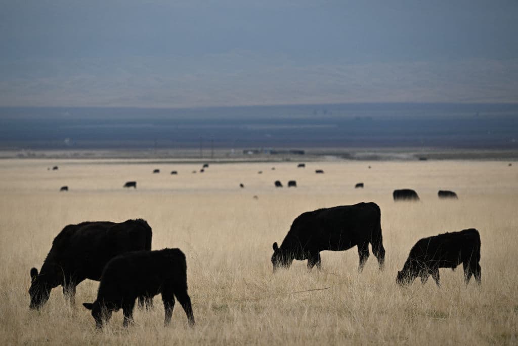 Americans Keep Buying Beef as Prices Hit Record Highs