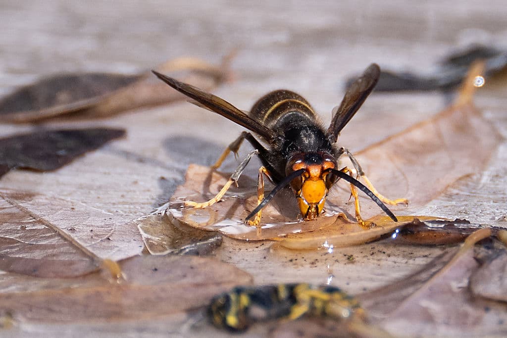Father and Son Killed in Rare Asian Giant Hornet Attack While Ziplining in Laos