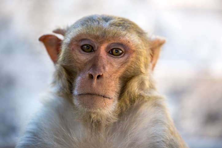 Last Escaped Monkey Captured After Mississippi Highway Crash