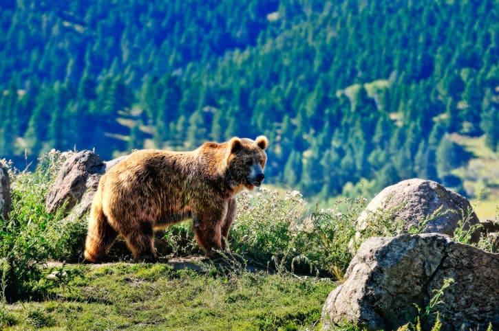 Montana Man Convicted of Brutal Axe Murder Initially Mistaken for Bear Attack