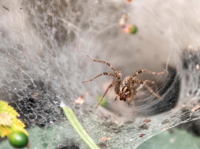 Worldâs Largest Spiderweb Has Been Discovered