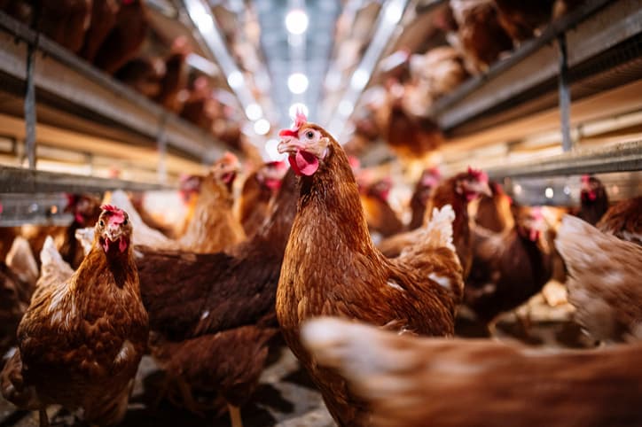Animal Rights Activist Sentenced for Chicken Rescue From California Poultry Plant