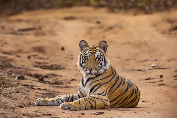 Interpol Operation Thunder 2025 Rescues 30,000 Animals, Seizes Record Wildlife Trafficking Haul
