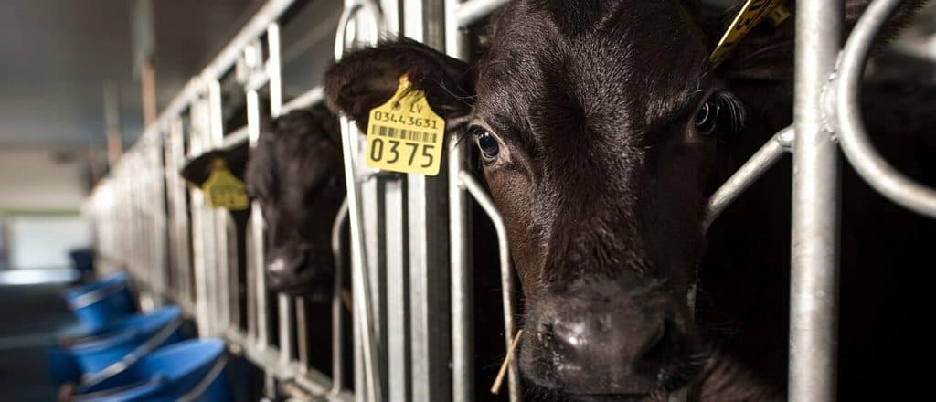 TAYLOR HAYNES: Americaās Small Farmers Can Compete If We Let Them