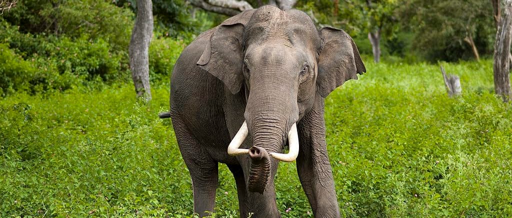 Homicidal Elephant Keeps Killing People In Tourist Hotspot, Official Says