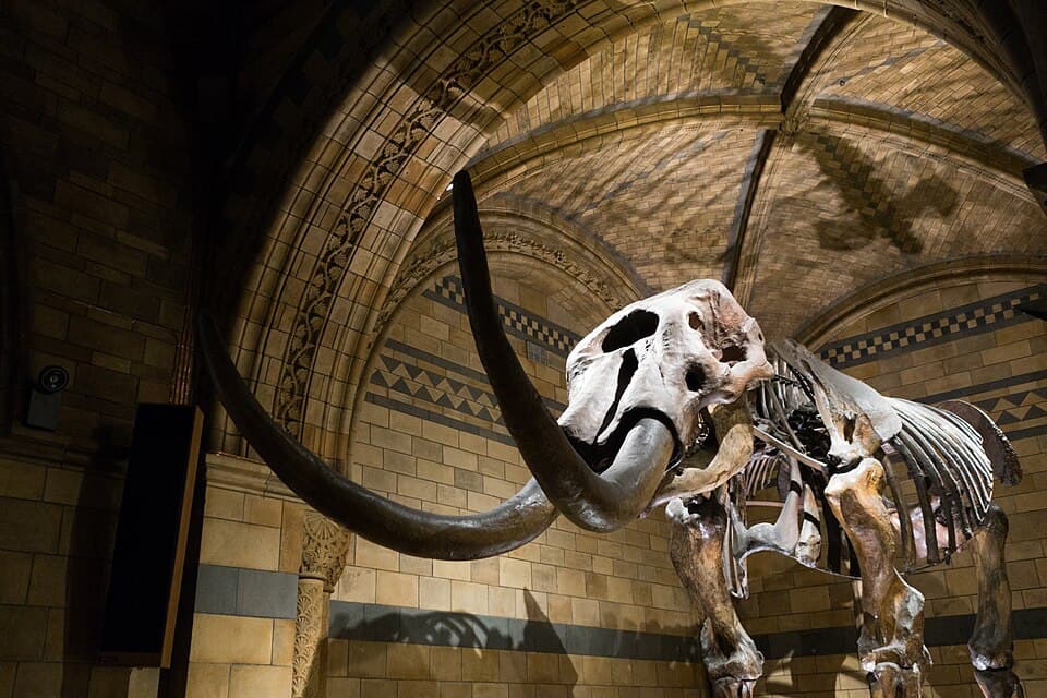 Researchers Discover 2,000-Year-Old Bone Linked To War Elephants