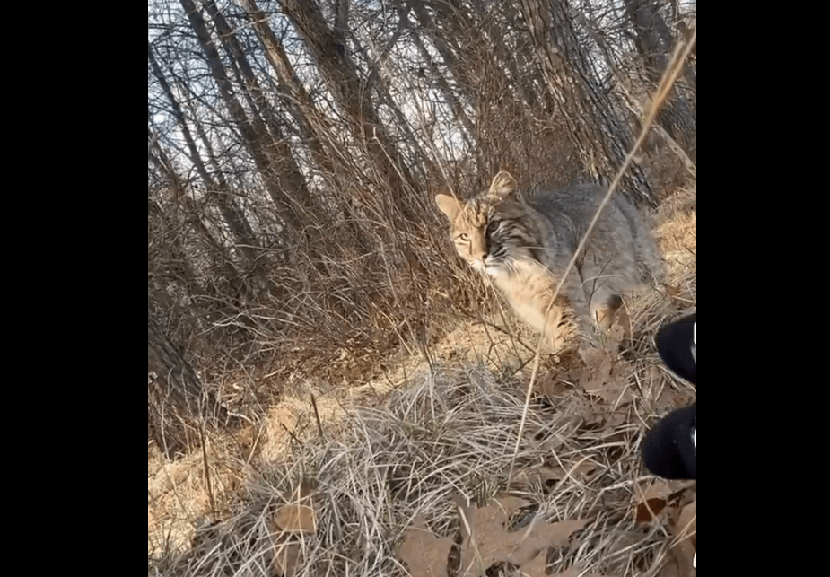 Teen Hunter Mauled by Bobcat Mid-Hunt, Keeps Going