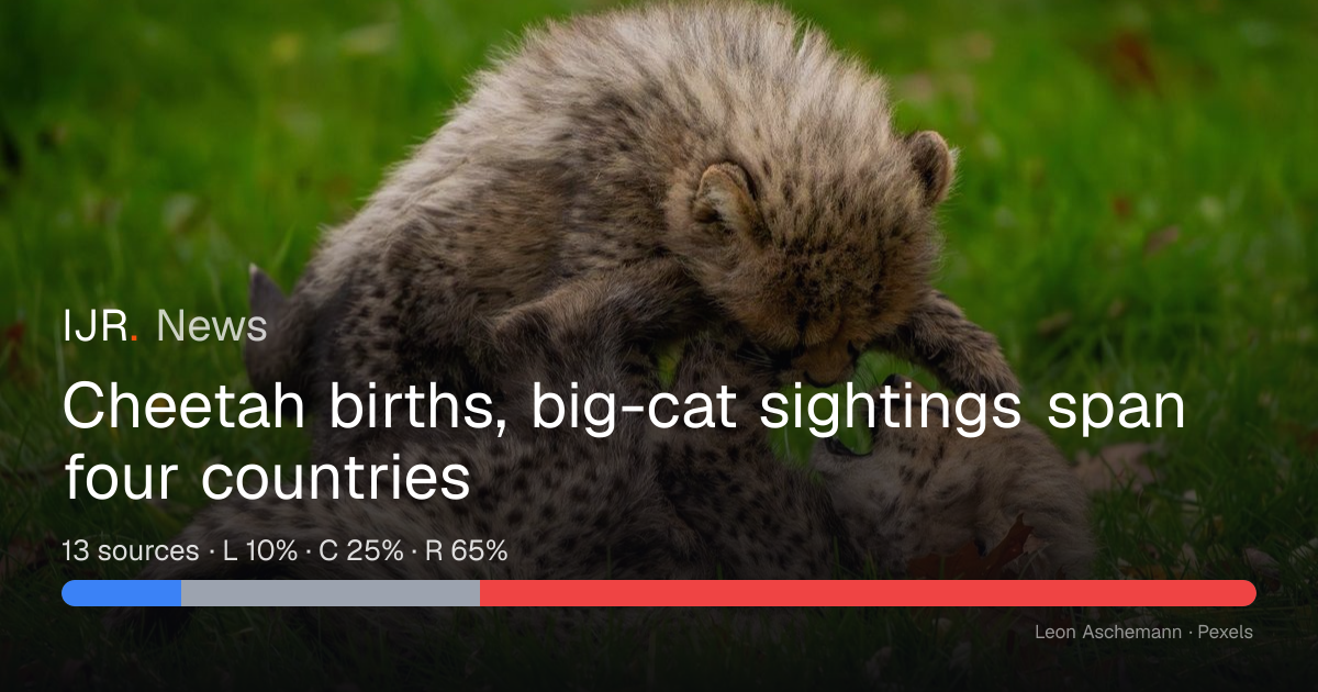 Cheetah births, big-cat sightings span four countries — IJR News