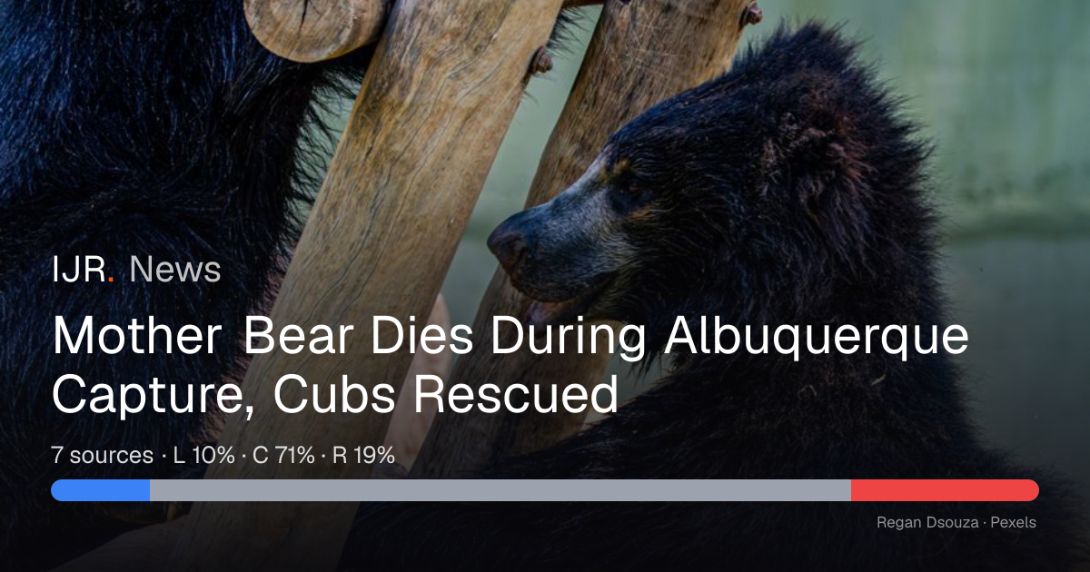 Mother Bear Dies During Albuquerque Capture, Cubs Rescued
