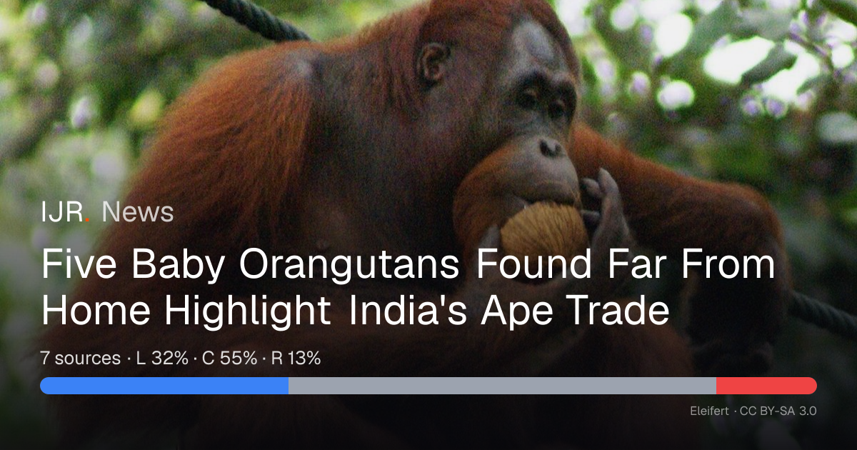Five Baby Orangutans Found Far From Home Highlight India's Ape Trade ...
