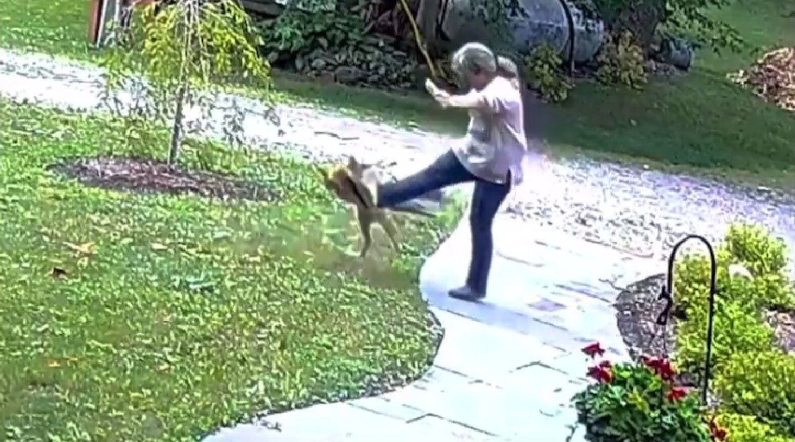 Rabid Fox Attacks Woman In Her Front Yard ‘he Was Just Relentless Ijr