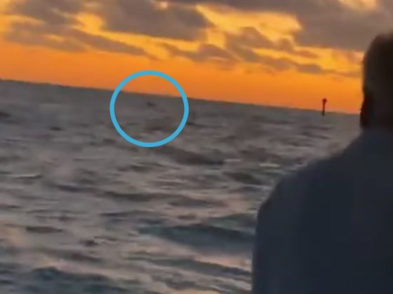 Dylan Gartenmayer was lost at sea, but his knowledge of the ocean kept him alive until his family could rescue him. The rescue was caught on camera, and Gartenmayer, who made a makeshift raft, is circled on the horizon.