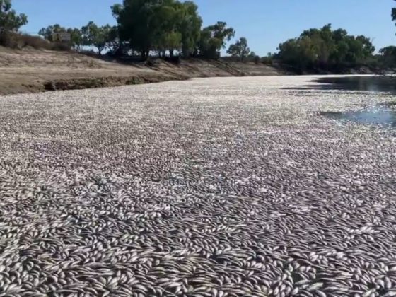 Some residents are concerned about their own health, as the dead fish are in a body of water used for the town's water supply.