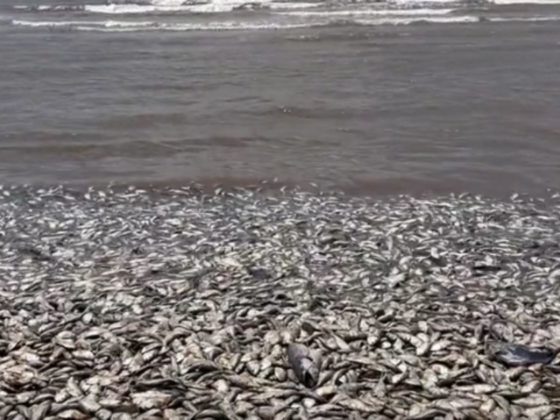 A video posted over the weekend captured thousands of dead fish along the Texas coast.