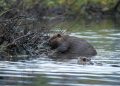 Baby Beaver Spotted in San Francisco Bay Area for the First Time in 160 Years