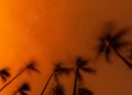 Woman Who Escaped Maui Wildfires on Foot Dies After Weeks of Hospitalization