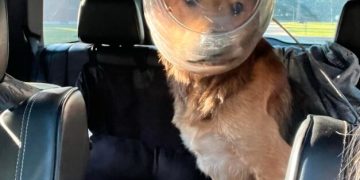 Dog Rescued After 3 Days With Head Stuck in Cheese Ball Bucket, Now Named ‘Cheeto’