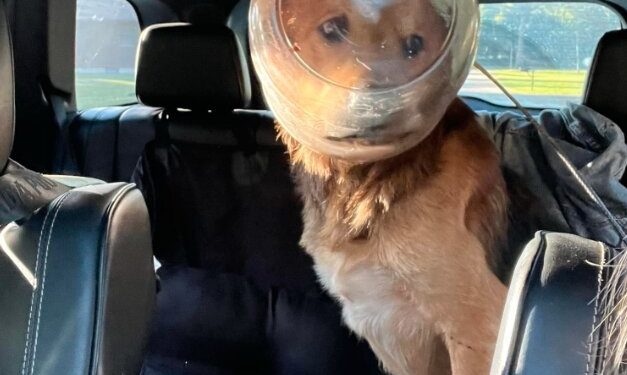 Dog Rescued After 3 Days With Head Stuck in Cheese Ball Bucket, Now Named ‘Cheeto’