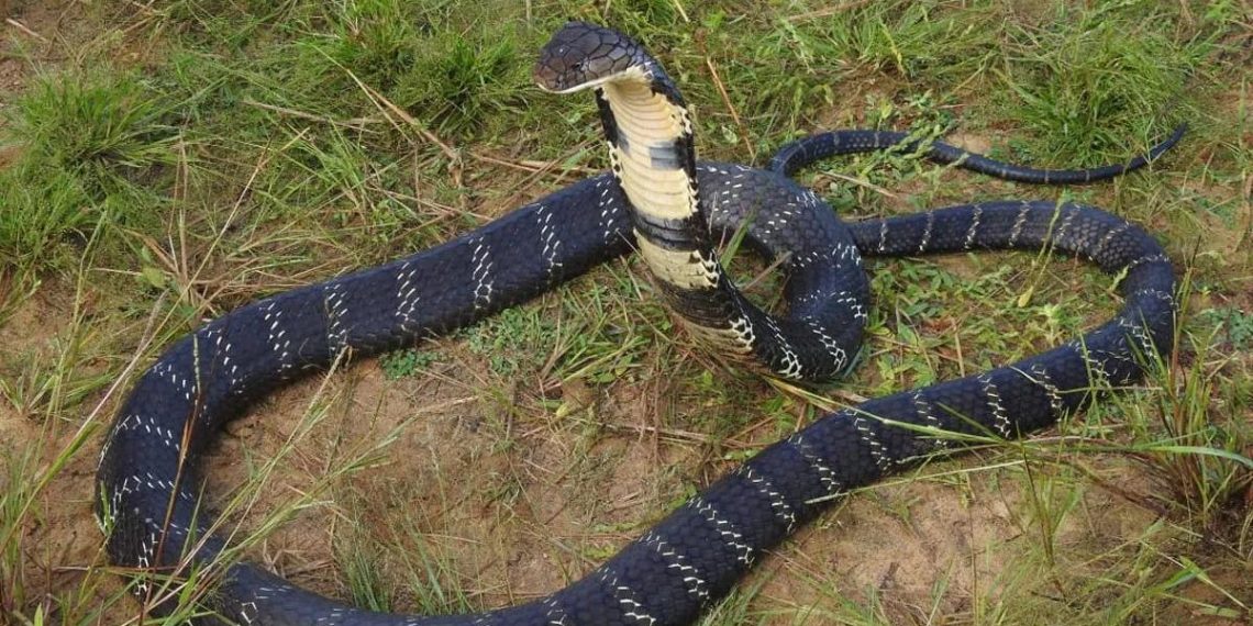A cobra snake is shown. A man in India is accused of killing his wife and 2-year-old daughter by releasing a venomous cobra into their bedroom as they slept.