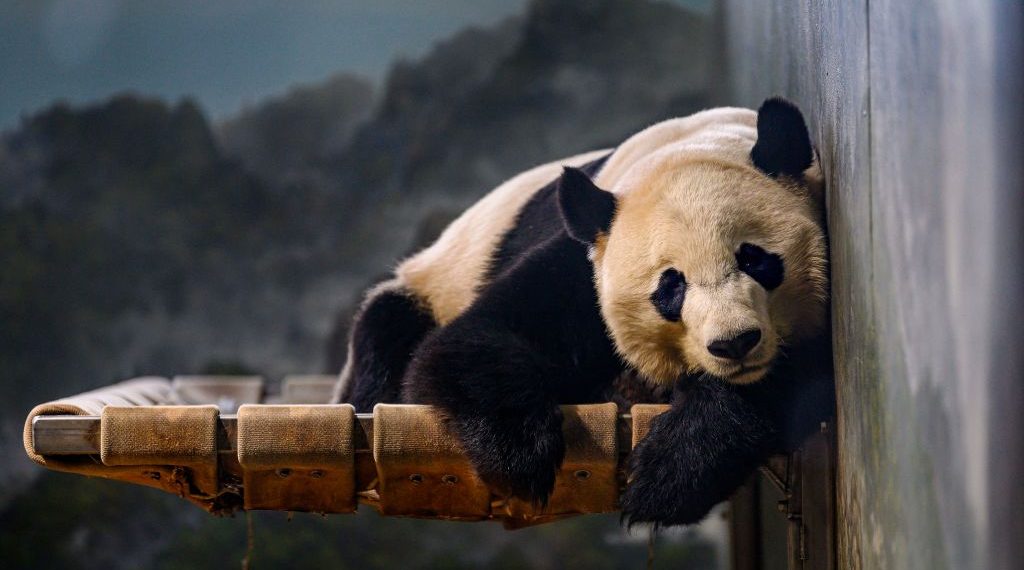National Zoo’s Pandas Depart for China, Marking End of More Than 50-Year Program