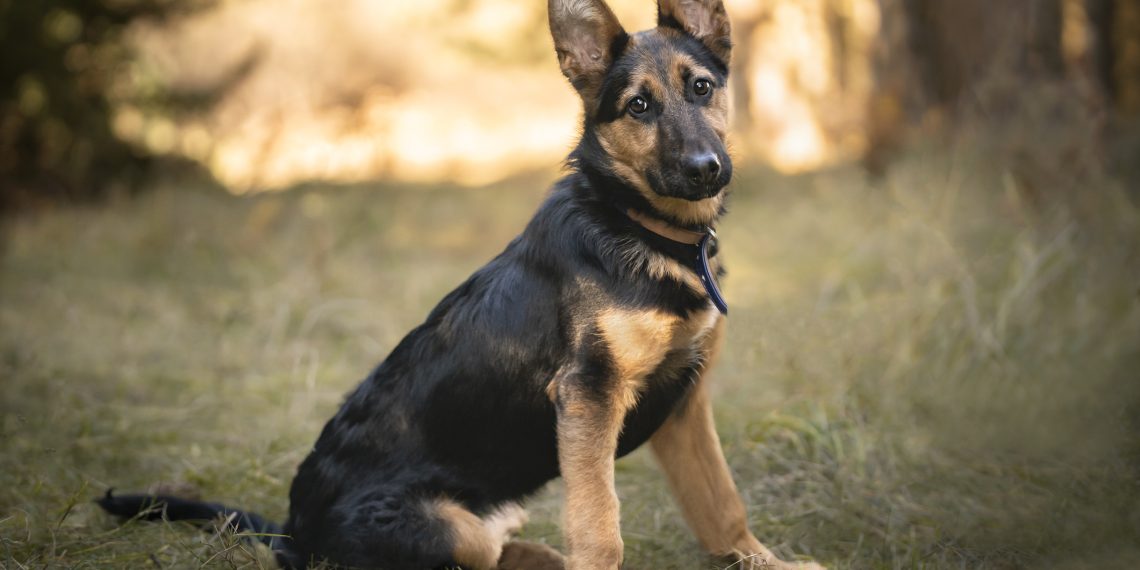 Couple Reschedules Wedding to Adopt a Puppy