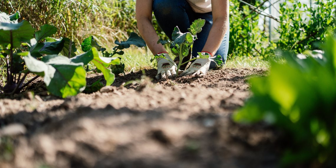 Student Grows and Donates 7K Pounds of Food for the Needy