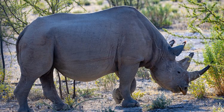 Critically Endangered Rhino Gives Birth to Healthy Calf