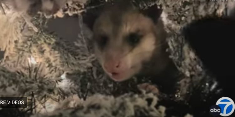Woman Finds Opossum in Christmas Tree
