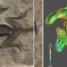 A new study revealed that a remarkable fossil discovery in the Italian Alps of a small lizard-like creature supposedly killed 280 million years ago, with its soft tissues incredibly preserved as a carbonaceous film, is, in fact, a fake, according to Forbes.