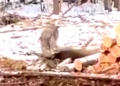 A wolf was filmed taking down and killing a deer in the middle of a Minnesota logging camp, where it showed little regard for nearby humans.