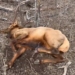 A bull elk dies under mysterious circumstances in Montana.