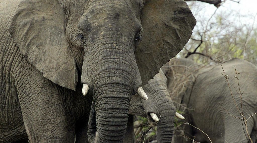 American Tourist Dies in Elephant Attack in Zambia