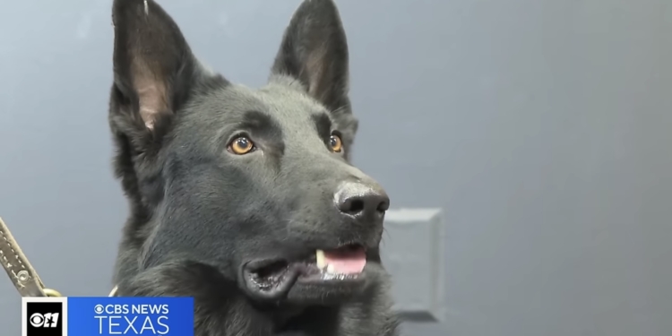 Shelter Dog Gets New Leash on Life by Becoming K-9 Officer