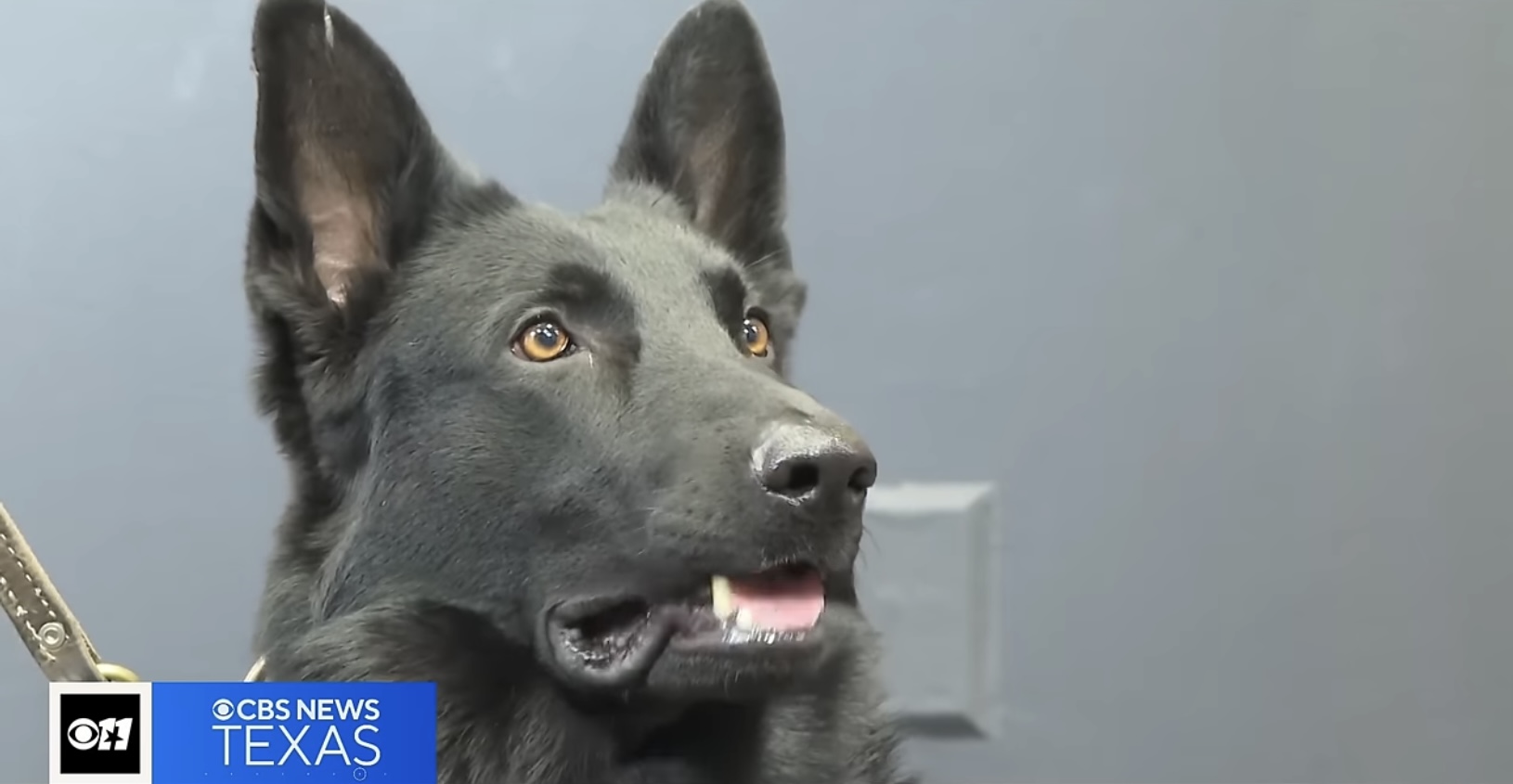 Shelter Dog Gets New Leash on Life by Becoming K-9 Officer