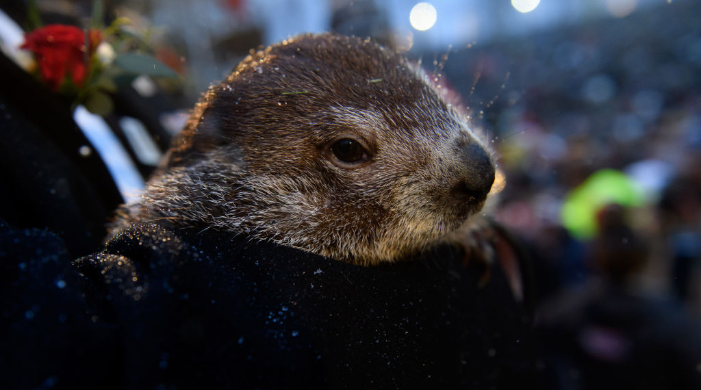Punxsutawney Phil’s Twins Get Weather-Related Names — Sunny, Shadow