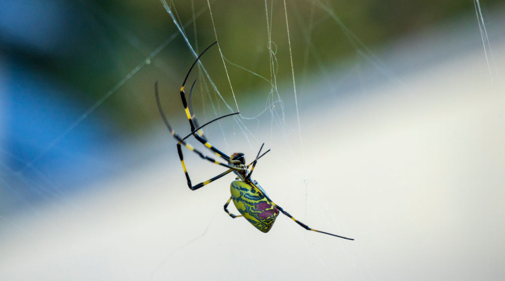 Venomous Flying Spiders Expected to Invade US