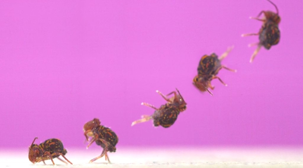 Why Scientists Say This Backflipping Bug Is Sonic The Hedgehog IRL