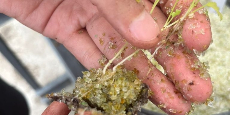 Recycled Glass Accelerates Plant Growth For Salsa Ingredients‌, Research Finds
‌